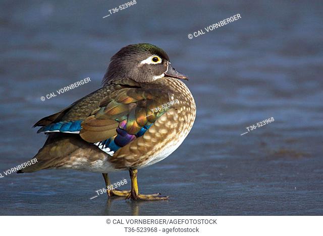 A female Wood Duck (Aix sponsa) resting on the ice on Central Park Lake in New York City in late afternoon. USA
