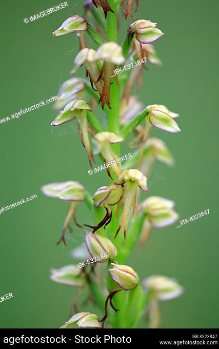White white helleborine (Cephalanthera damasonium), orchid (Orchidaceae), Efringen Kirchen, Upper Rhine, Baden-Württemberg, Germany, Europe