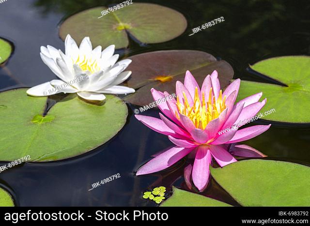 Pink Water lily (Nymphaea), White water lily, Baden-Württemberg, Germany, Europe