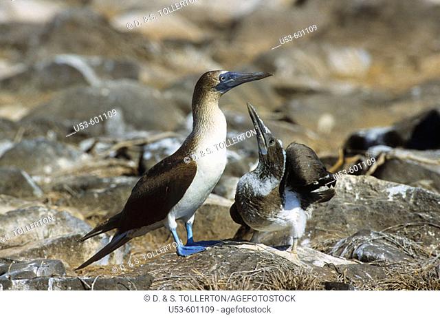 Blue-footed Booby, Sula nebouxii, feeding young