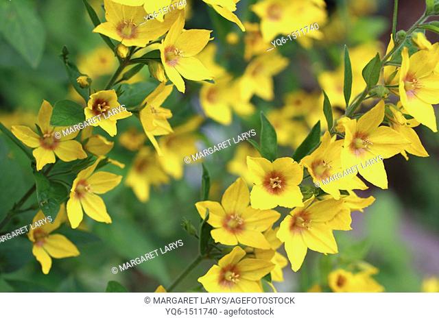 Yellow loosestrife, Lysimachia punctata in the garden