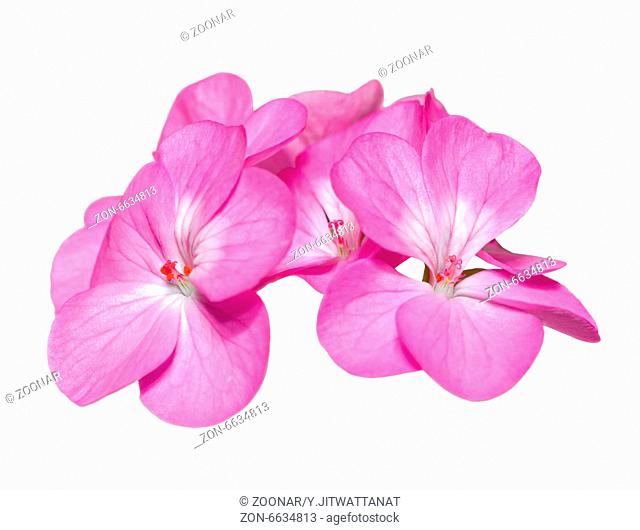 Pink Geranium ( Palargonium x hortorum ) flowers isolated on white