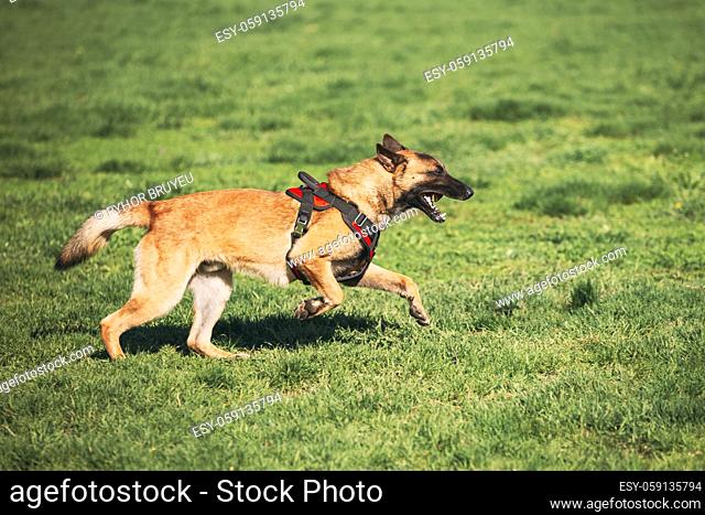 Malinois Dog Wears In Special Clothes Running Outdoors In Green Meadow. Belgian Sheepdog Are Active, Intelligent, Friendly, Protective, Alert And Hard-working