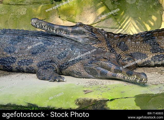 False gharial (Tomistoma schlegelii), captive, Germany, Europe