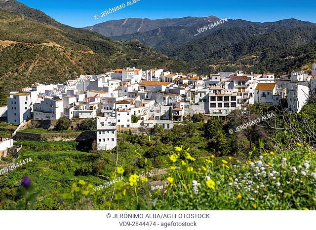 White village of Istan. Natural Park Sierra de las Nieves. Malaga province Costa del Sol. Andalusia Southern Spain, Europe