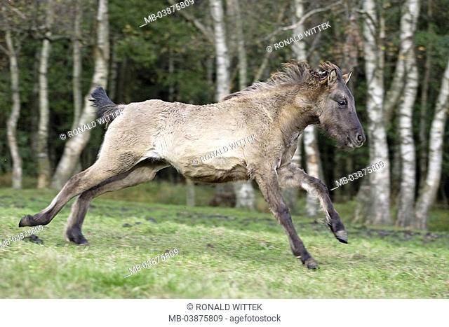Meadow, Dülmener game-horse, foals, runs, at the side, series, pasture, paddock, animal, mammal, horse, race-horse, horse-race, Dülmener, young, movement