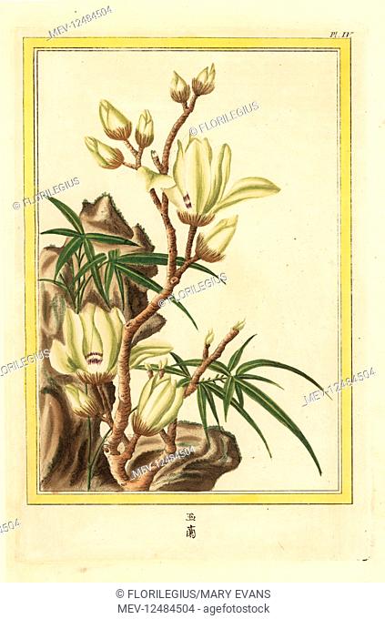 La Lassone a 7 petales, l'Iulan blanc, Lassonia heptapeta. Lily tree or Yulan magnolia, Magnolia denudata. Handcoloured etching from Pierre Joseph Buchoz'...