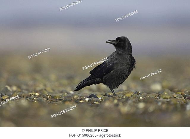 Carrion Crow Corvus corone corone portrait on beach while foraging. Angus, Scotland, UK