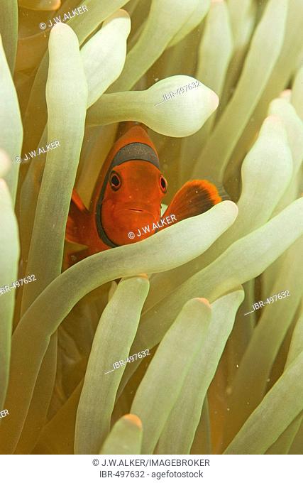 Spinecheek clownfish, Premnas biaculeatus