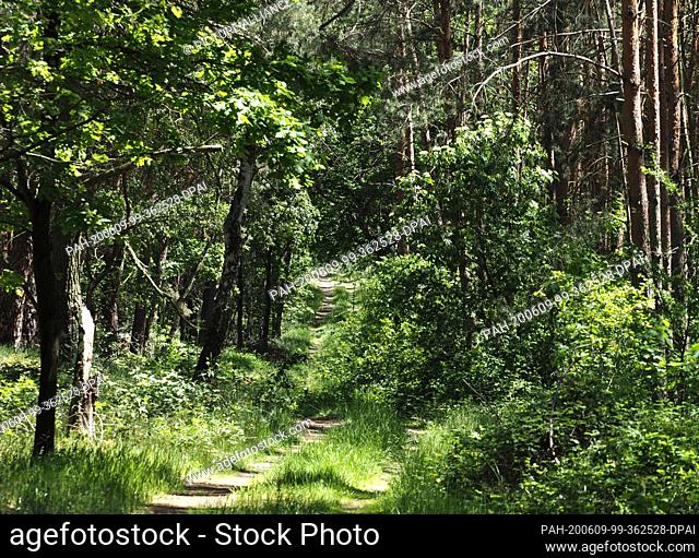 01 June 2020, Brandenburg, Uebigau-Wahrenbrück: Short hiking trail to the Rothsteiner Felsen in a forest in the Brandenburg district of Elbe-Elster northeast of...