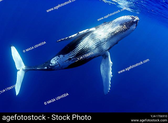 humpback whale, Megaptera novaeangliae, offshore, Hawaii, USA, Pacific Ocean