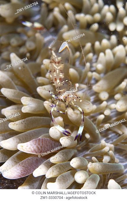 Graceful Anemone Shrimp (Ancylomenes venustus, Palaemonidae family) in Anemone, TK1 dive site, Lembeh Straits, Sulawesi, Indonesia