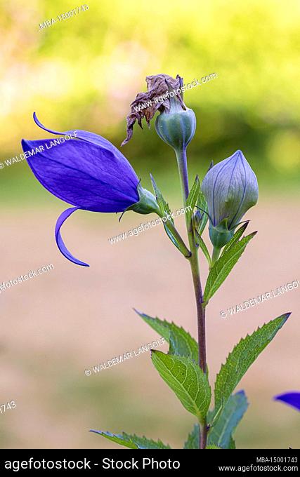 Peach-leaved bellflower, Campanula persicifolia, buds, faded flower, contrasting image