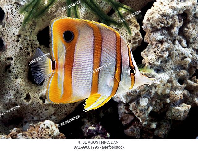 Copperband butterflyfish or Beak coralfish (Chelmon rostratus), Chaetodontidae, in aquarium
