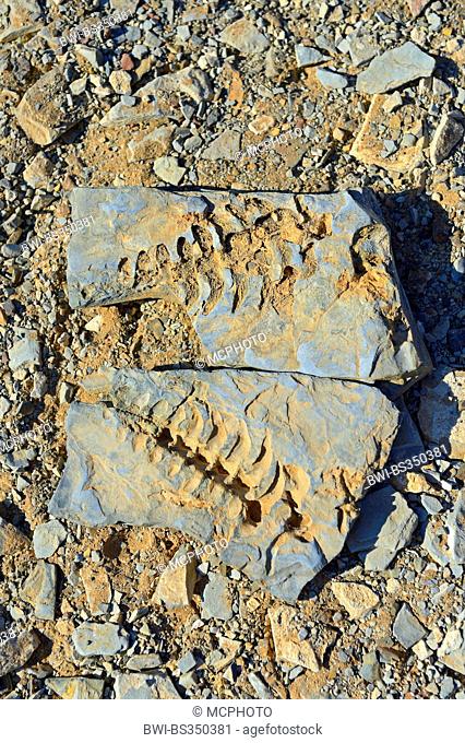 about 300 million years old fossiles of Mesosaurus tenuidens, Namibia, Keetmanshoop