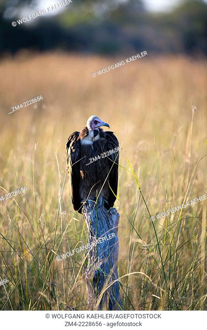 A Hooded Vulture (Necrosyrtes monachus) is waiting to get to the scraps of a lion kill at the Linyanti Reserve near the Savuti Channel in northern part of...