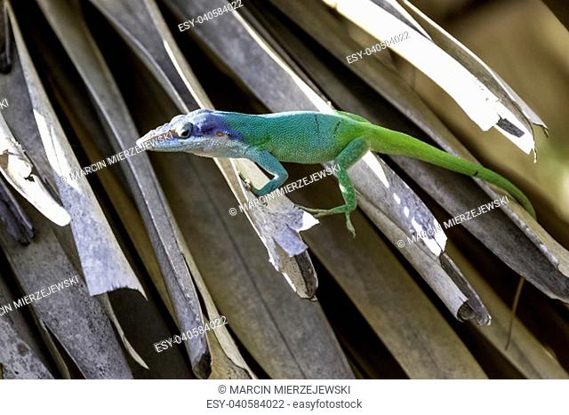 Cuban male lizard Allison's Anole (Anolis allisoni), also known as the blue-headed anole - Varadero, Cuba