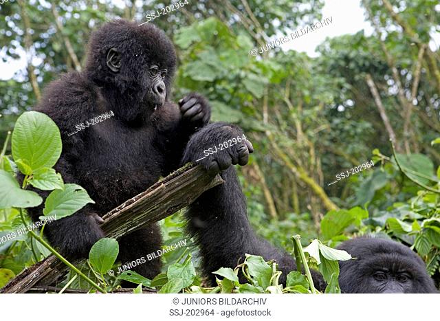 Mountain Gorilla (Gorilla beringei beringei). Juvenile and adult holding a log. Volcanoes National Park, Rwanda