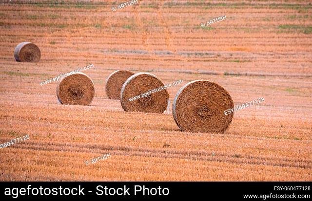 Straw bales stacked in a field at summer time, Vysocina Czech Republic