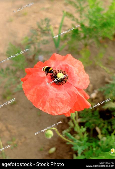 Red poppy (Papaver rhoeas) with bumblebee