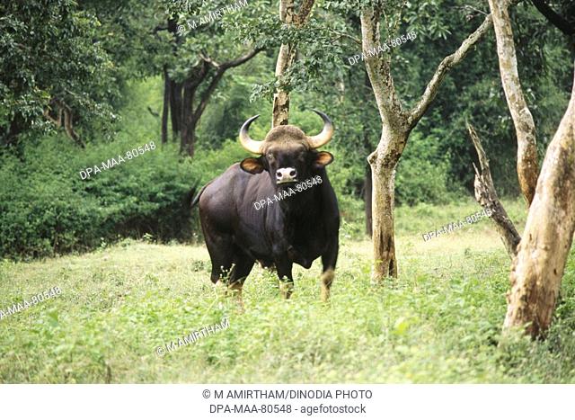 Lone Bison Gaur Bos gaurus , Nagarhole National Park , Karnataka , India