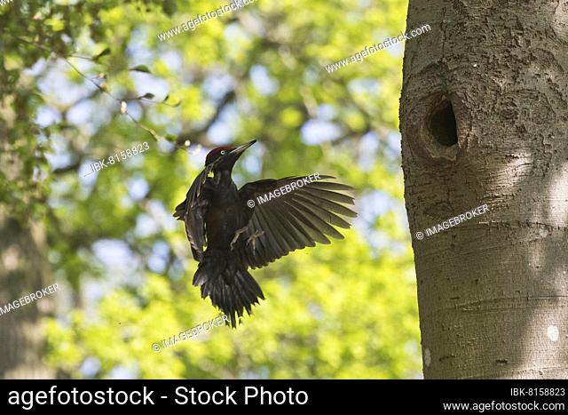 Black woodpecker (Dryocopus martius), approaching the breeding cavity, Emsland, Lower Saxony, Germany, Europe