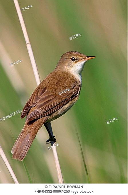 Eurasian Reed-warbler Acrocephalus scirpaceus adult, perched on reed, Norfolk, England, may