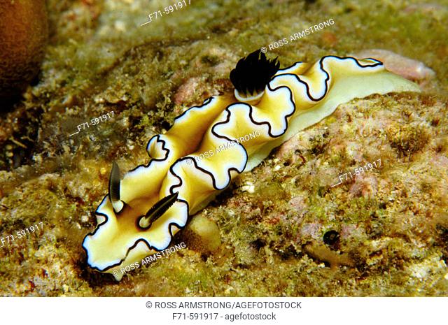 Nudibranch (Glossodoris atromarginata). Mabul Island, Malaysia. Celebes Sea