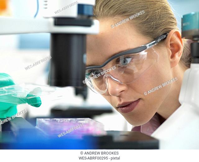 Cell Research, Scientist placing a multi well plate under the microscope ready to examine cells in the laboratory