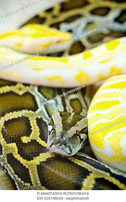 Two Royal python in terrarium