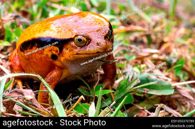 One large orange frog is sitting in the grass