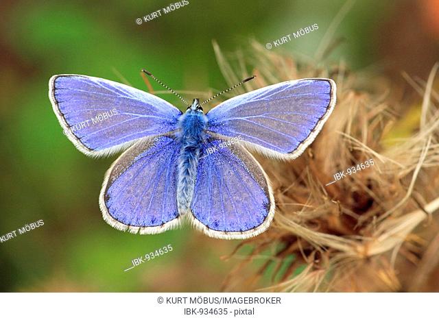 Common Blue Butterfly (Polyommatus icarus), male