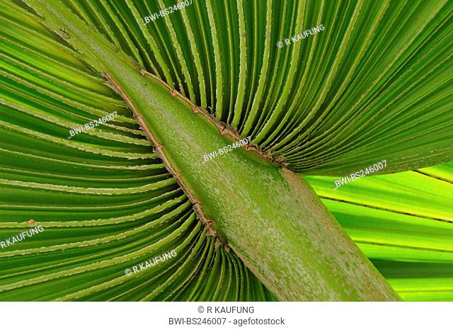 Chinese fan palm Livistona chinensis, detail of a leaf, 2