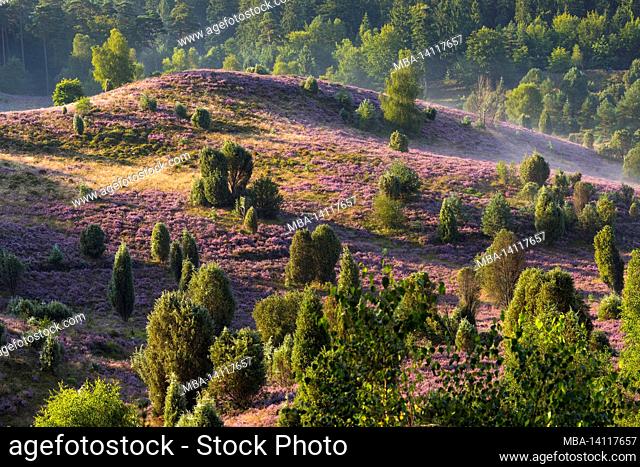 flowering common heather (calluna vulgaris) covers the ground in the totengrund, in between there are juniper bushes, morning light