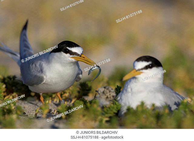 Little Tern (Sterna albifrons). Parents with chick, one of them with fish prey. Germany