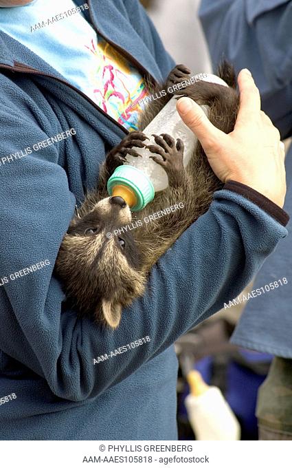 Raccoon babies (Procyon lotor) captive Drinking milk from a bottle Minn.wildlife Connection