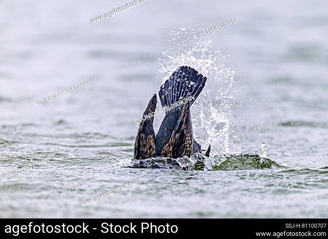 Great Cormorant (Phalacrocorax carbo) diving. Germany