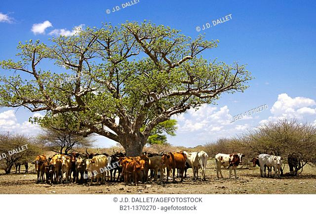 Cattle under a baobab tree, by the Lekhubu Island, Botswana