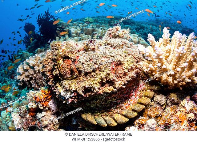 Reef Stonefish, Synanceia verrucosa, Osprey Reef, Coral Sea, Australia