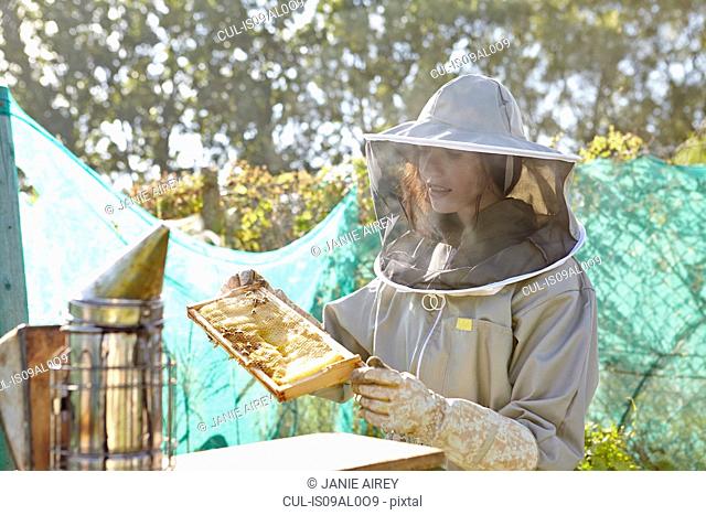 Female beekeeper looking at honeycomb tray on city allotment