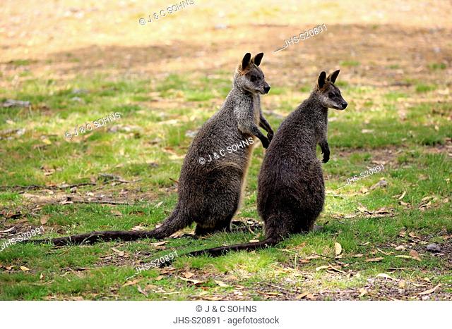 Swamp Wallaby, (Wallabia bicolor), couple, pair, Mount Lofty, South Australia, Australia