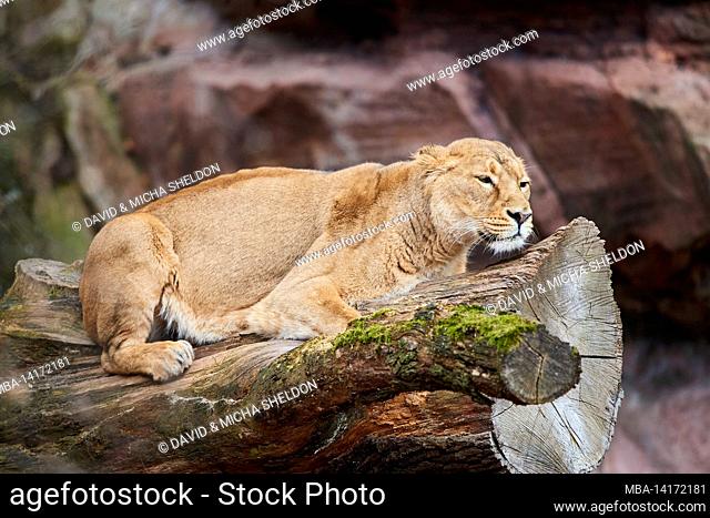 asiatic lion (panthera leo persica), female, sideways, lying