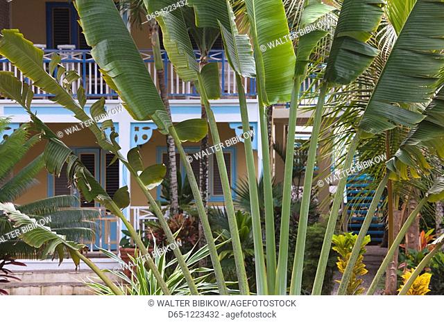 Dominican Republic, Samana Peninsula, Las Terrenas, Playa Las Terrenas beach, palms