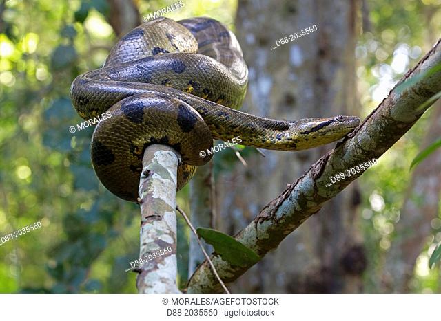 South America , Brazil, Amazonas state, Manaus, Amazon river basin, Anaconda , green anaconda , common anaconda( Eunectes murinus )