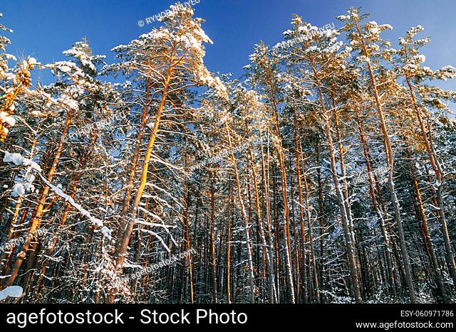 Looking Up View Snow Covered Pine Forest. Frosted Trees Frozen Trunks Woods In Winter Snowy Coniferous Forest Landscape. Beautiful Woods In Forest Landscape