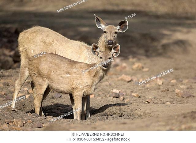 Sambar (Rusa unicolor) adult female and young, drinking at hole in drying waterhole, Ranthambore N.P., Rajasthan, India, March