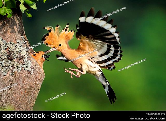Eurasian hoopoe, upupa epops, feeding chick in flight in summer nature. Little birds nesting inside a hollow tree in summertime