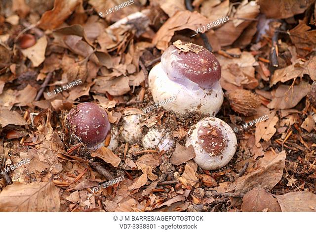 Cortinarius praestans (young) is an edible mushroom. This photo was taken in a beech forest of Montseny Biosphere Reserve, Barcelona province, Catalonia, Spain