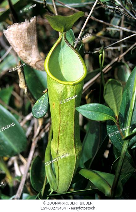 Kannenpflanze Nepenthes