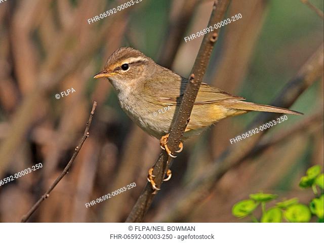 Raddes Warbler Phylloscopus schwarzi adult, perched on twig, Hebei, China, may